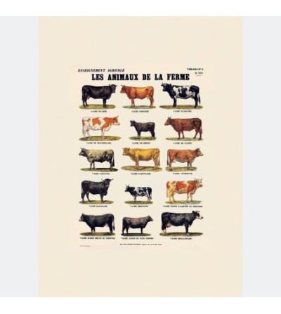 affiche les vaches