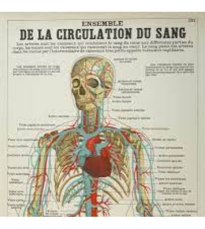 affiche circulation du sang