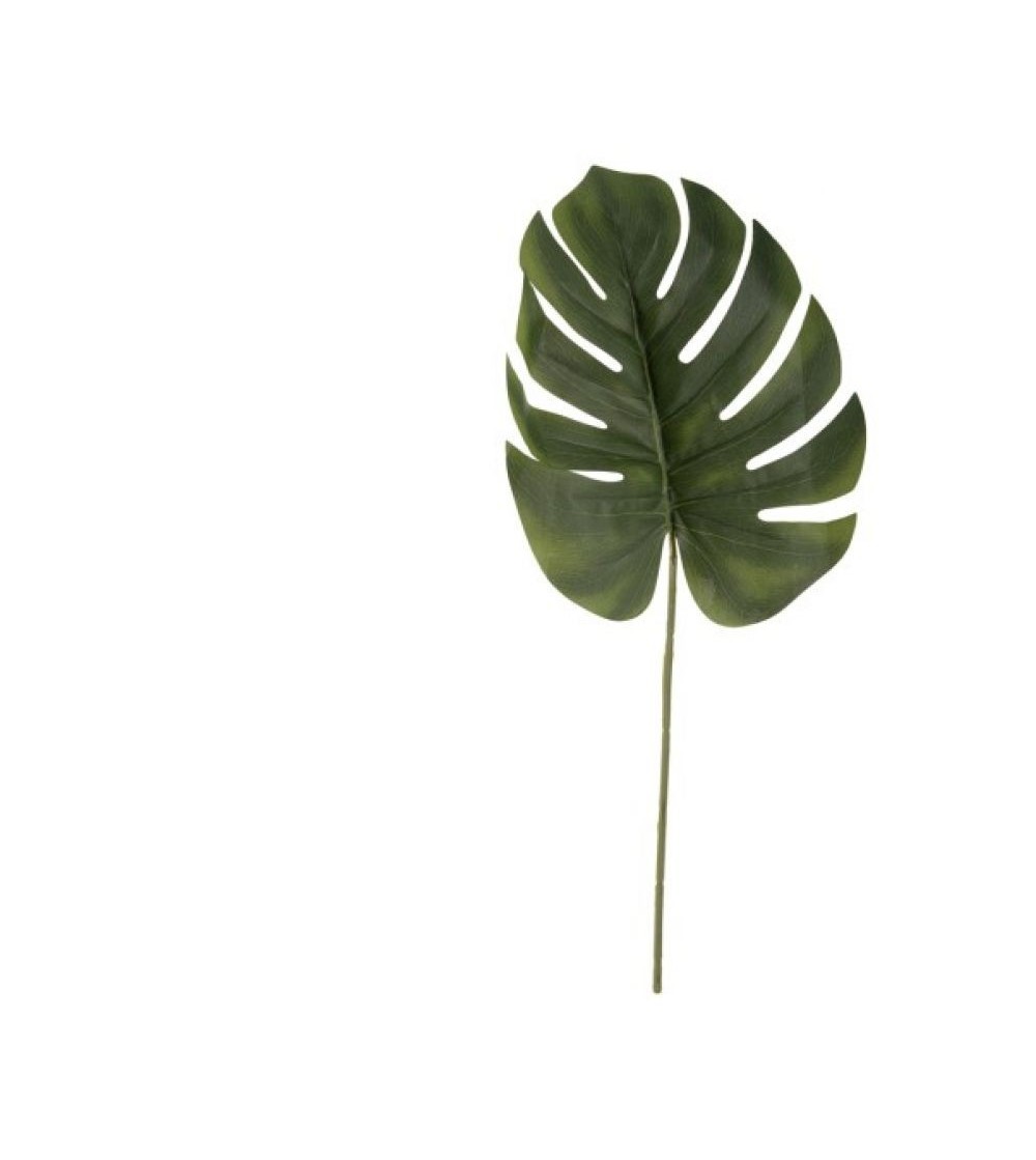 tige de monstera