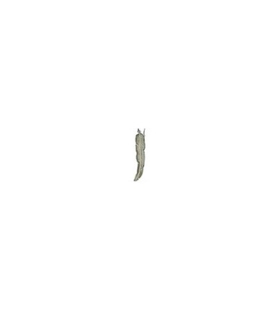 Boucles d'oreille plume argent